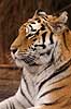Tiger. Amur tiger, Sibirisk tiger Panthera tigris altaica Zoologiskhave Kbenhavn   mammals 