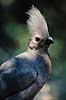 Gr Lourie. Grey Lourie, Go Away Bird. Corythaixoides concolor ( Scan af KOL3344 )  Corythaix concolor, Musophagidae Moremi NP Botswana Afrika fugle Ggefugle, Banandere
