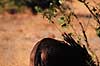 Gulnbbet oksehakker. Gulnbbet oksehakker ( Scan af KOL3343 )  Buphagus africanus, Sturnidae Moremi NP Botswana Afrika fugle Spurvefugle, Passeriformes, Stre
