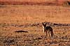 Skaberaksjakal. Skaberaksjakal ( Scan af KOL3356 )  Canis mesomelas, Canidae Moremi NP Botswana Afrika pattedyr Rovdyr, Carnivora, Hunde, Canidae, jakaler
