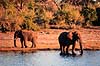 Afrikansk elefant. Afrikansk elefant, drikker fra flod ( Scan af KOL3390 )  Loxodonta africana, Elefantidae Chobe River / Chobe NP Botswana Afrika pattedyr Elefanter, Elephantidae