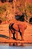 Afrikansk elefant. Afrikansk elefant, drikker fra flod ( Scan af KOL3394 )  Loxodonta africana, Elefantidae Chobe River / Chobe NP Botswana Afrika pattedyr Elefanter, Elephantidae