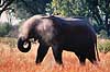 Afrikansk elefant. Afrikansk elefant, stvbader ( Scan af KOL3379 )  Loxodonta africana, Elefantidae Okavango delta Botswana Afrika pattedyr Elefanter, Elephantidae