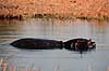 Flodhest. Flodhest ( Scan af KOL3435 )  Hippopotamus amphibius, Hippopotamidae Moremi NP Botswana Afrika pattedyr Parrettede hovdyr, Artiodactyla, Flodheste