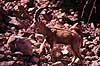 Nubisk stenbuk. Nubisk stenbuk ( Scan af KOL5136 )  Capra ibex nubiana, Bovidae Ein Gedi Israel Asien pattedyr Parrettede hovdyr, Artiodactyla, Skedehornede, stenbukke