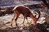 Nubisk stenbuk. Nubisk stenbuk ( Scan af KOL5137 )  Capra ibex nubiana, Bovidae Ein Gedi Israel Asien pattedyr Parrettede hovdyr, Artiodactyla, Skedehornede, stenbukke