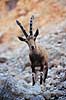 Nubisk stenbuk. Nubisk stenbuk ( Scan af KOL5141 )  Capra ibex nubiana, Bovidae Ein Gedi Israel Asien pattedyr Parrettede hovdyr, Artiodactyla, Skedehornede, stenbukke