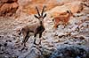 Nubisk stenbuk. Nubisk stenbuk ( Scan af KOL5139 )  Capra ibex nubiana, Bovidae Ein Gedi Israel Asien pattedyr Parrettede hovdyr, Artiodactyla, Skedehornede, stenbukke