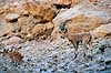 Nubisk stenbuk. Nubisk stenbuk ( Scan af KOL5138 )  Capra ibex nubiana, Bovidae Ein Gedi Israel Asien pattedyr Parrettede hovdyr, Artiodactyla, Skedehornede, stenbukke
