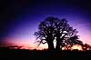Baobab. Baobab, i solnedgang. Dette tr, Chapmans Baobab, anses for at vre Afrikas strste Baobab tr. ( Scan af KOL3495 )  Adansonia digitata, Bombacaceae Makgadikgadi Pans Botswana Afrika Planter Balsa-familien, Bombacaceae, Abebrd, Katost-ordenen, Malvales