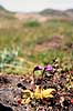 Vibefedt. Vibefedt ( Scan af KOL573 )  Pinguicula vulgaris, Lentibulariaceae Nordkap / Magery Norge  Planter Insektdende planter, Carnivore planter, Blrerod-familien