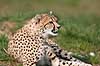 Gepard. Gepard hviler i grsset Acinonyx jubatus    pattedyr Geparder, rovdyr, katte, kattedyr, Felidae, Carnivora
