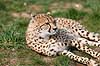 Gepard. Gepard hviler i grsset Acinonyx jubatus    pattedyr Geparder, rovdyr, katte, kattedyr, Felidae, Carnivora