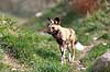 Hynehund Lycaon pictus    pattedyr Rovdyr, Carnivora, Hunde, Canidae, afriskansk vildhund