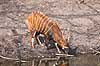 Bongo antilope Tragelaphus euryceros    pattedyr Skedehornede, Bovidae, Parrettede hovdyr, Artiodactyla, truede dyrearter