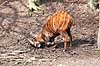 Bongo antilope Tragelaphus euryceros    pattedyr Skedehornede, Bovidae, Parrettede hovdyr, Artiodactyla, truede dyrearter