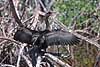 Cormorant Phalacrocorax carbo, Phalacrocoracidae  Mexico  birds 