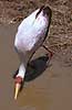 Yellowbilled stork Mycteria ibis, Ciconiidae Ngorongoro NP Tanzania Africa birds 