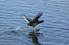  Fulica atra, Rallidae Utterslev Bog / Sealand   birds 