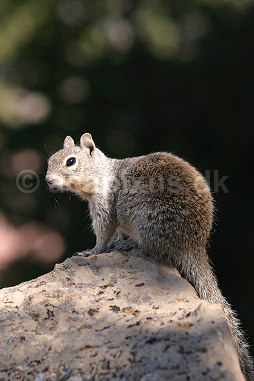 Jordegern. Jordegern, Rock squirrel, i Grand Canyon National Park; Spermophilus variegatus, Citellus variegatus; Grand Canyon National Park / Arizona; USA; Nord Amerika; pattedyr; Egern, Sciuridae, Gnavere, Rodentia