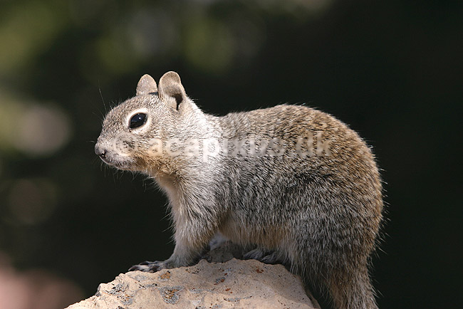 Jordegern. Jordegern, Rock squirrel, i Grand Canyon National Park; Spermophilus variegatus, Citellus variegatus; Grand Canyon National Park / Arizona; USA; Nord Amerika; pattedyr; Egern, Sciuridae, Gnavere, Rodentia