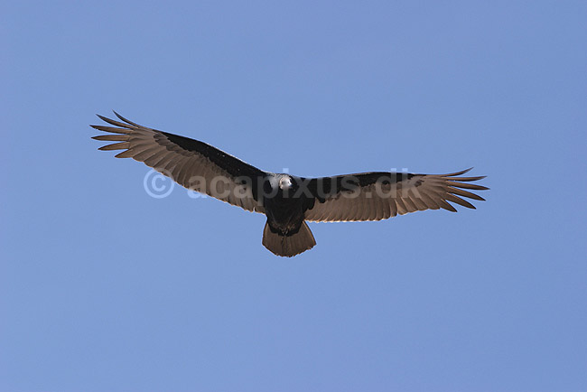 Kalkungrib. Kalkungrib flyver over Grand Canyon National Park; Cathartes aura; Grand Canyon National Park / Arizona; USA; Nord Amerika; fugle; Grib, Gribbe, Vestgribbe, Cathartidae, �rnefugle, Falconiformes, flyvning, fugle i flugten