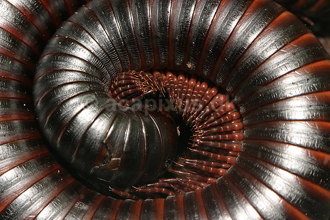 K�mpetusindben; Acrispirostreptus gigas; ; ; ; spindlere; 