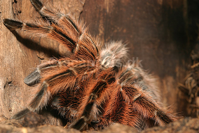 Fugleedderkop. Fugleedderkop i Zoologisk Have; Grammostola spatulata; ; ; ; spindlere; Fugleedderkopper, Atypidae, Spindlere, Arachnida