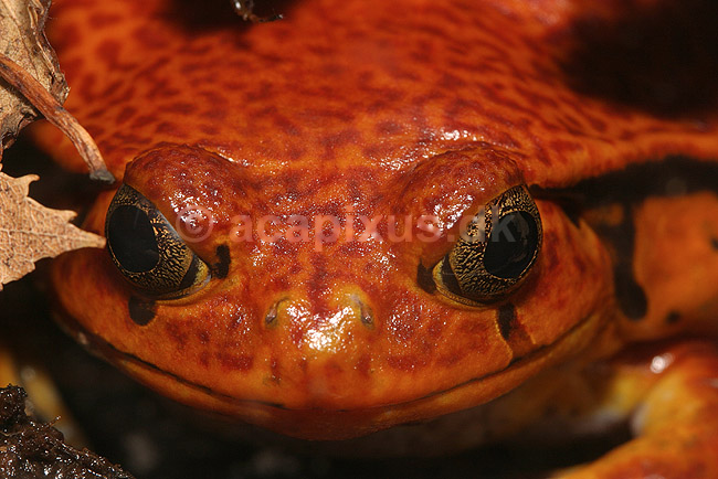 Tomatfr�. Tomatfr� i Zoologisk Have; Dyscophus antongili; ; ; ; padder; Springpadder, Anura, Padder, Amphibia