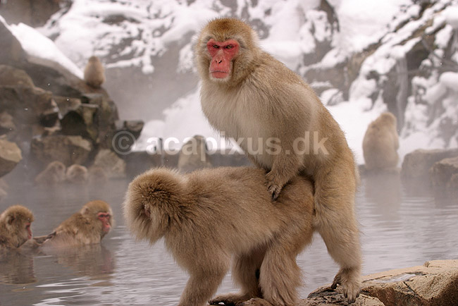 Makaker. Japanske makak aber der parrer sig ved Kanbayashi Spa onsen i Jigokudani Yaen-Koen; Macaca fuscata; Jigokidani Yaen-Koen / Yudanaka; Japan; Asien; pattedyr; Marekatte, Cercopithecidae, Primater, Primata, dyre adf�rd, badning, varme bade, renlighed, aber