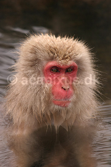 Makaker. Japansk makak abe der varmer sig i Kanbayashi Spa onsen i Jigokudani Yaen-Koen; Macaca fuscata; Jigokidani Yaen-Koen / Yudanaka; Japan; Asien; pattedyr; Marekatte, Cercopithecidae, Primater, Primata, dyre adf�rd, badning, varme bade, renlighed, aber