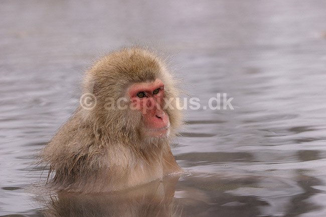 Makaker. Japansk makak abe der varmer sig i Kanbayashi Spa onsen i Jigokudani Yaen-Koen; Macaca fuscata; Jigokidani Yaen-Koen / Yudanaka; Japan; Asien; pattedyr; Marekatte, Cercopithecidae, Primater, Primata, dyre adf�rd, badning, varme bade, renlighed, aber