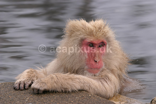 Makaker. Japansk makak abe der varmer sig i Kanbayashi Spa onsen i Jigokudani Yaen-Koen; Macaca fuscata; Jigokidani Yaen-Koen / Yudanaka; Japan; Asien; pattedyr; Marekatte, Cercopithecidae, Primater, Primata, dyre adf�rd, badning, varme bade, renlighed, aber