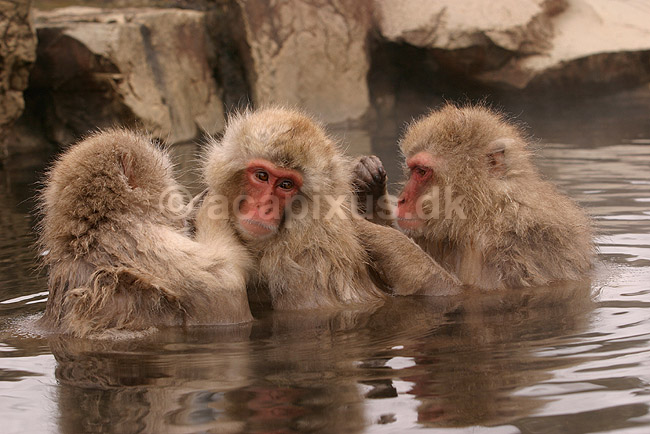 Makaker. Japanske makak aber der pusler hinandens pels i Kanbayashi Spa onsen i Jigokudani Yaen-Koen; Macaca fuscata; Jigokidani Yaen-Koen / Yudanaka; Japan; Asien; pattedyr; Marekatte, Cercopithecidae, Primater, Primata, dyre adf�rd, badning, varme bade, renlighed, aber