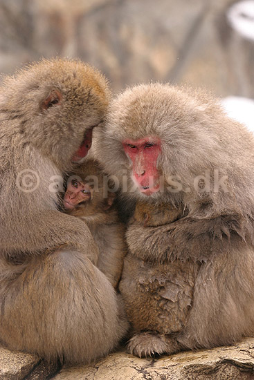 Makaker. Japanske makak aber med baby ved Kanbayashi Spa onsen i Jigokudani Yaen-Koen; Macaca fuscata; Jigokidani Yaen-Koen / Yudanaka; Japan; Asien; pattedyr; Marekatte, Cercopithecidae, Primater, Primata, dyre adf�rd, badning, varme bade, renlighed, aber