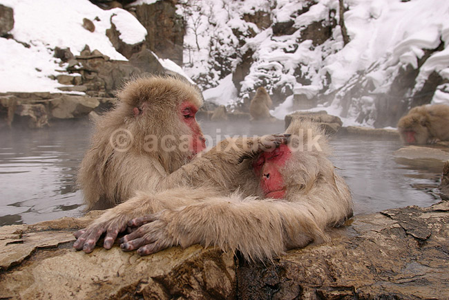 Makaker. Japanske makak aber der pusler hinandens pels i det lune vand i Kanbayashi Spa onsen i Jigokudani Yaen-Koen; Macaca fuscata; Jigokidani Yaen-Koen / Yudanaka; Japan; Asien; pattedyr; Marekatte, Cercopithecidae, Primater, Primata, dyre adf�rd, badning, varme bade, renlighed, aber