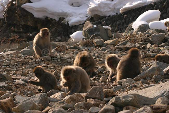Makaker. Japanske makak aber s�ger f�de ved Kanbayashi Spa onsen i Jigokudani Yaen-Koen; Macaca fuscata; Jigokidani Yaen-Koen / Yudanaka; Japan; Asien; pattedyr; Marekatte, Cercopithecidae, Primater, Primata, dyre adf�rd, badning, varme bade, renlighed, aber