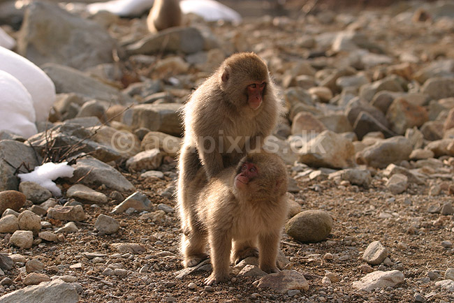 Makaker. Japanske makak aber, meget unge, der parrer sig ved Kanbayashi Spa onsen i Jigokudani Yaen-Koen; Macaca fuscata; Jigokidani Yaen-Koen / Yudanaka; Japan; Asien; pattedyr; Marekatte, Cercopithecidae, Primater, Primata, dyre adf�rd, badning, varme bade, renlighed, aber