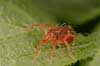  Evt Trombidium holosericeum    spiders 