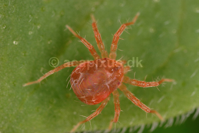Jordmide. R�d jordmide p� blad; Evt Trombidium holosericeum; ; ; ; spindlere; Mider, Acarina, Arachnida, jordmider, Trombiidae