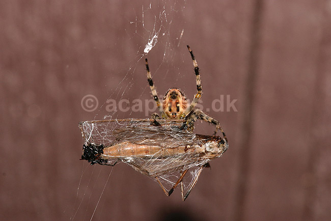 Korsedderkop. Korsedderkop i f�rd med at fastspinde et stankelben fanget i spindelsv�vet; Araneus diadematus; ; ; ; spindlere; Edderkopper, Hjulspindere , Araneidae, Argiopidae, Korsedderkopper