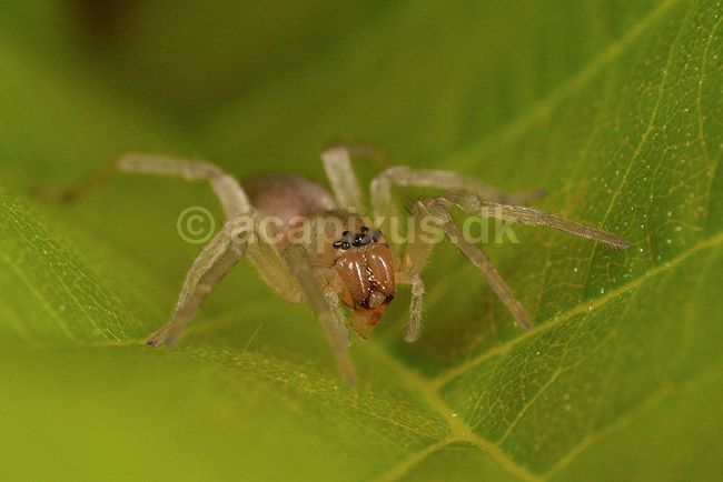 Edderkop. Edderkop tilh�rende Clubioniderne; ; ; ; ; spindlere; Edderkopper, Clubionidae , Araneidae