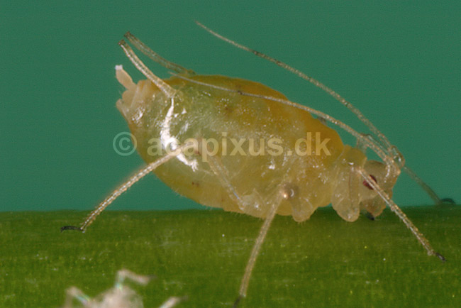 Ferskenbladlus; Myzus persicae; ; ; ; insekter; Aphidoidea, skadedyr, Homoptera