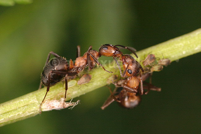 R�d Skovmyrer. R�d skovmyrer passer koloni af bladlus; Formica rufa; ; ; ; insekter; Aphidoidea, skadedyr, Homoptera, Formicidae, myrer, commensalisme, �revingede,  Hymenoptera, honningdug, symbiose