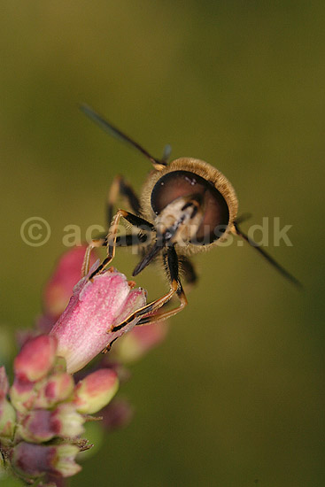 Svirreflue. Svirreflue p� blomst; ; ; ; ; insekter; Svirrefluer, sv�vefluer, Syrphidae, Tovinger, Diptera, Fluer