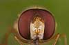  Episyrphus balteatus Tisvilde   insects 
