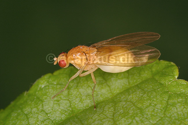L�vflue. L�vflue p� blad; ; Tisvilde; ; ; insekter; L�vfluer, Lauxanidae, Sapromyzidae, Fluer