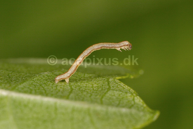 M�lerlarve. M�lerlarve p� blad. Sommerfuglelarve; ; Tisvilde; ; ; insekter; Sommerfugle, Lepidoptera, Metaphogenese, forvandling, larver