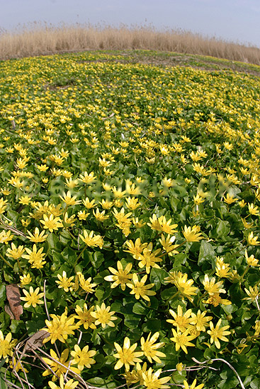 Vorterod. Almindelig vorterod ved Utterslev Mose; Ranunculus ficaria bulbifera; Utterslev Mose; ; ; planter; Ranunkel-familien, Ranunculaceae, Ranunkel-ordenen, Ranunculales, blomster