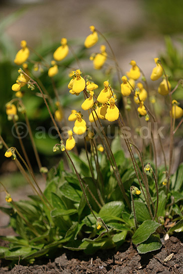T�ffelblomst. T�ffelblomst, Goldcap; Calceolaria biflora; KVLs have; ; ; planter; Maskeblomst-familien, Scrophulariaceae, Maskeblomst-ordenen, Scrophulariales, blomster